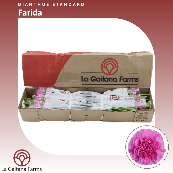 <h4>Dianthus St Farida</h4>