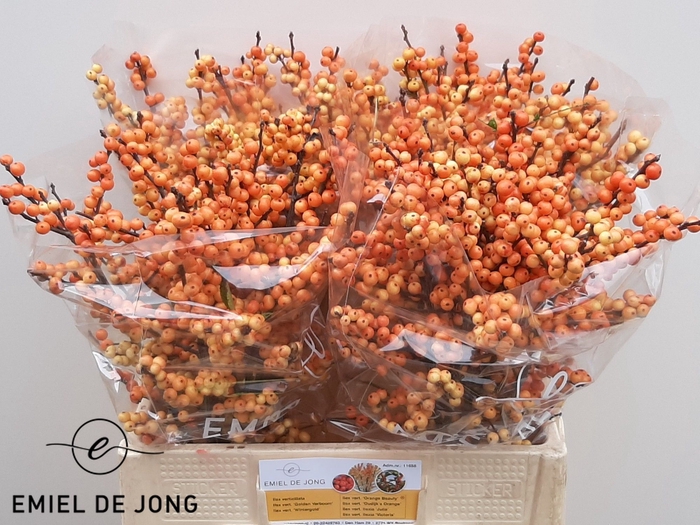 <h4>ILEX VE ILEXIA JULIA</h4>