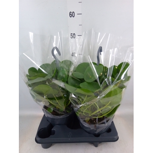 Pilea peperomoides