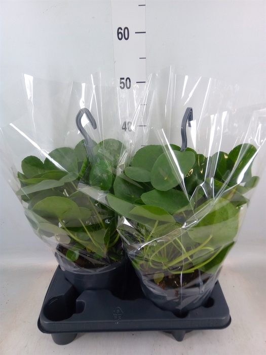 <h4>Pilea peperomoides</h4>
