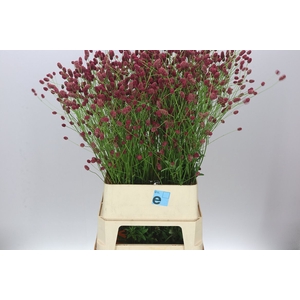 Sanguisorba Off Arnhem