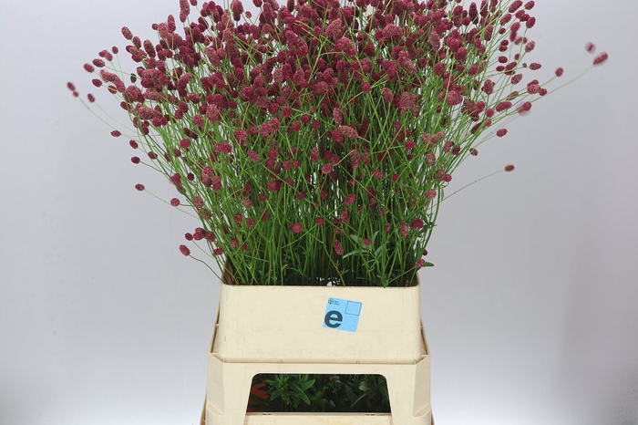 <h4>Sanguisorba Off Arnhem</h4>