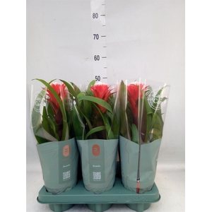 Guzmania  'Hope'