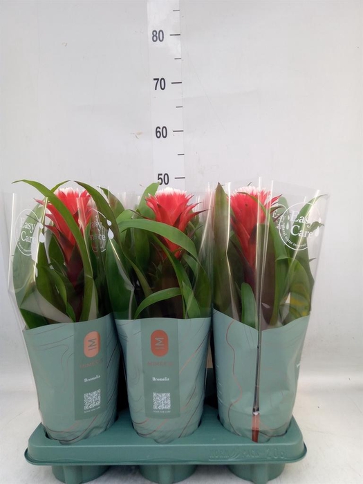 <h4>Guzmania  'Hope'</h4>