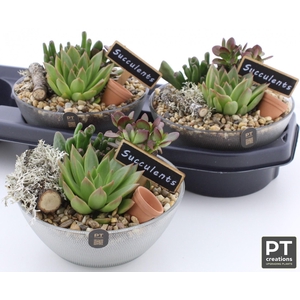 ARR SUCCULENTEN