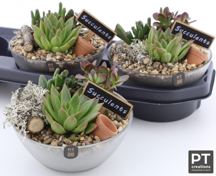 <h4>ARR SUCCULENTEN</h4>