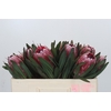 Protea Pink Ice