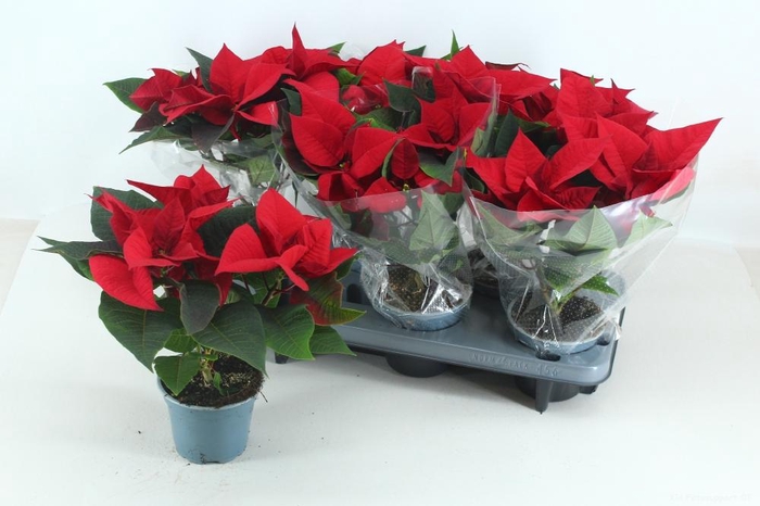 <h4>EUPHOR P SUPERBA</h4>