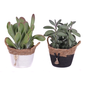 Succulenten mix 12 cm in tokelau mand
