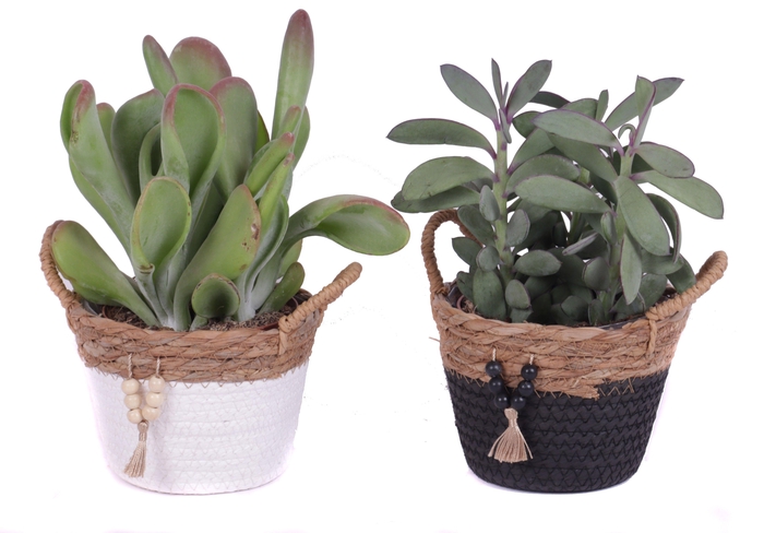 <h4>Succulenten mix 12 cm in tokelau mand</h4>