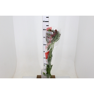ALSTROEMERIA NATALYA 080 CM