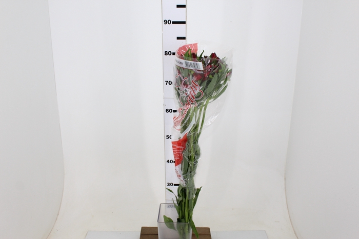 ALSTROEMERIA NATALYA 080 CM