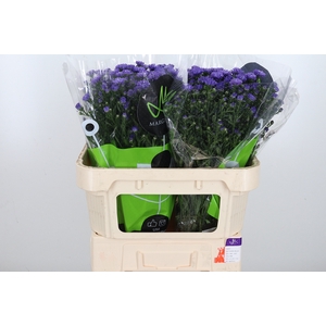 Aster Dark Milka