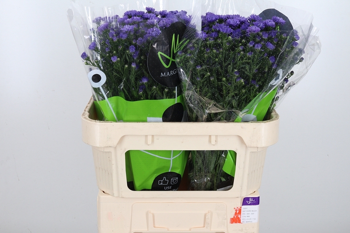 <h4>Aster Dark Milka</h4>