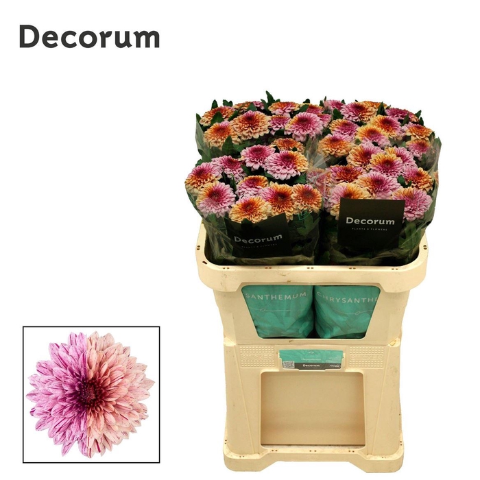 <h4>Chr G Pip Festival</h4>