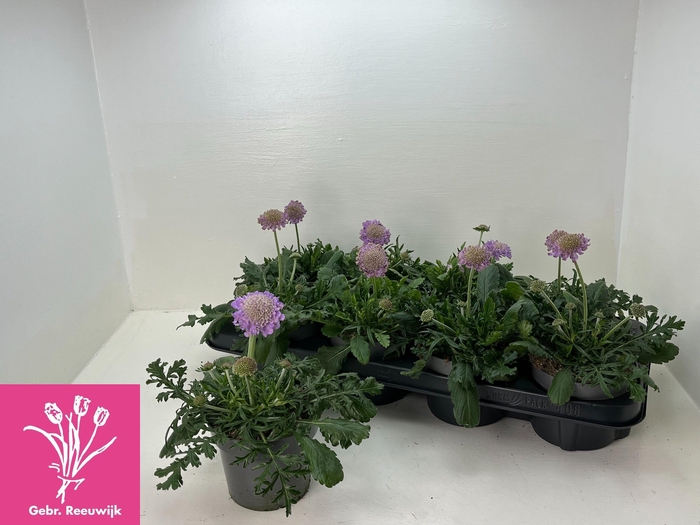 arr8 Scab Columbaria