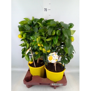 Citrus meyeri 'Meyer'
