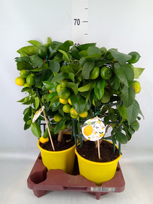 <h4>Citrus meyeri 'Meyer'</h4>