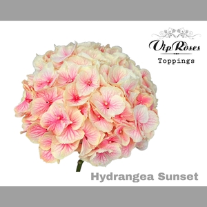 HYDR M SUNSET 60 CM