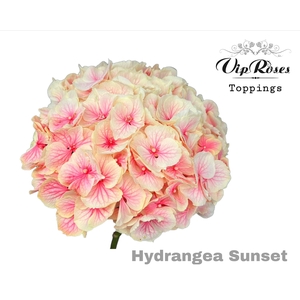 HYDR M SUNSET 60 CM