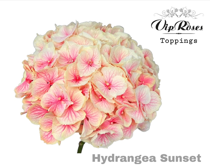 <h4>HYDR M SUNSET 60 CM</h4>