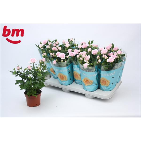 <h4>Rosa Baby Jewel Beau Monde Light Pink (10,5 cm)</h4>