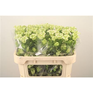 Campanula Med Evergr S Pink