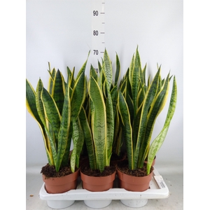Sansevieria trifa. 'Laurentii'