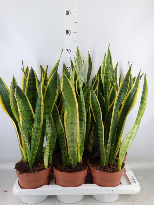 <h4>Sansevieria trifa. 'Laurentii'</h4>