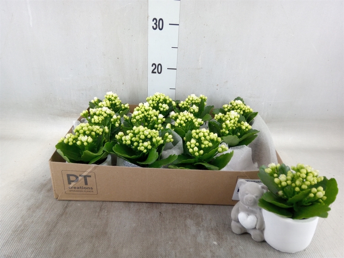 <h4>Arr.   Planten L%</h4>