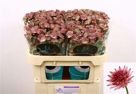 <h4>Astrantia Roma 70cm</h4>