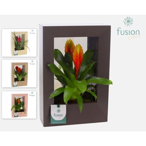 Houten schilderij met spiegel en Bromelia