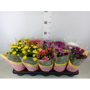 Chrysanthemum   ..rosebud mix