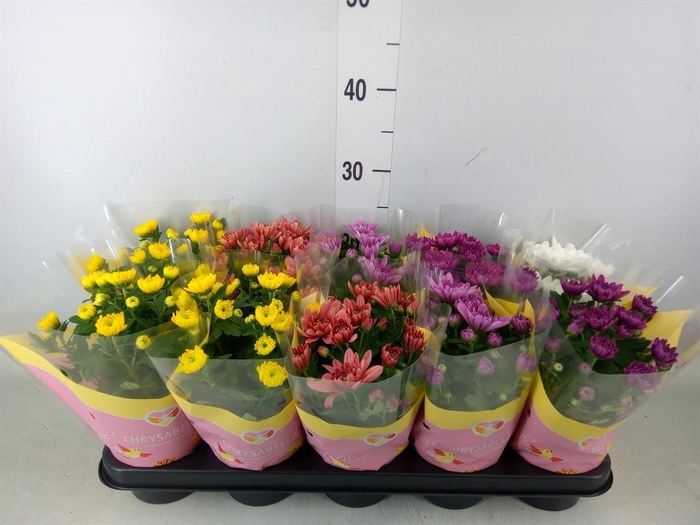 <h4>Chrysanthemum   ..rosebud mix</h4>