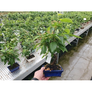 Bonsai