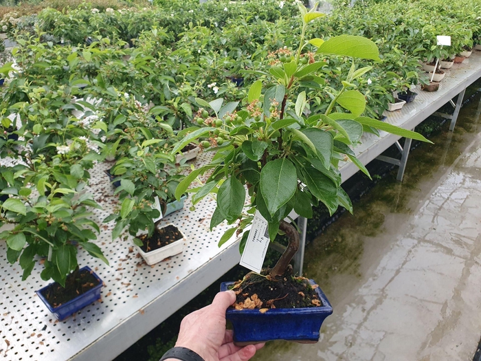 <h4>Bonsai</h4>