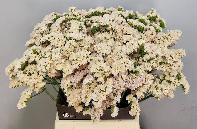 <h4>Statice Apricot Sun Birds Tonie</h4>