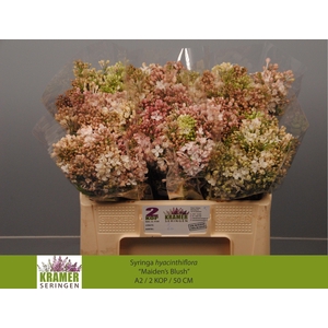 SYR HY MAIDENS BLUSH