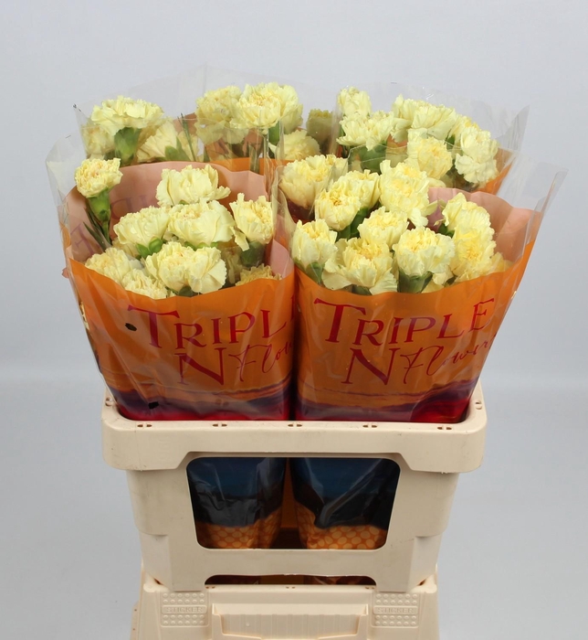 <h4>DI ST HERMES</h4>