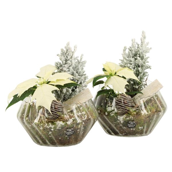 <h4>61971: X-mas arrangement</h4>