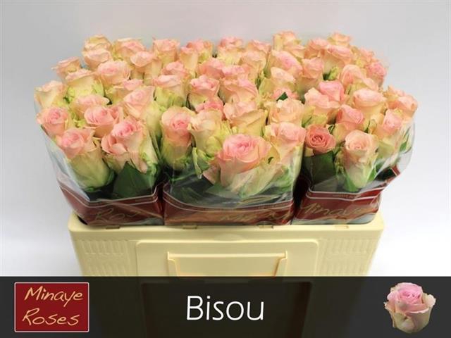 <h4>R Gr Bisou</h4>