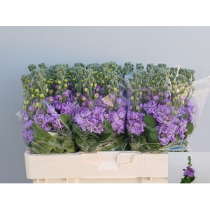 MATTH FIGARO LAVENDE