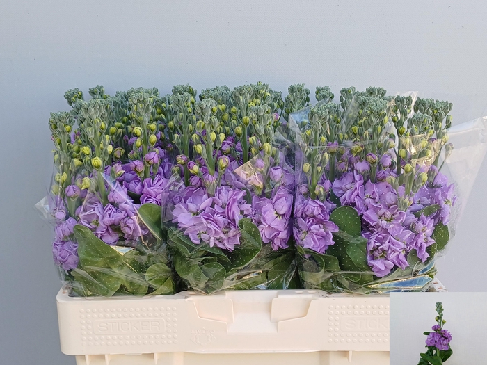 <h4>MATTH FIGARO LAVENDE</h4>