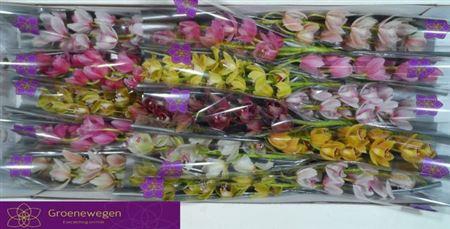 <h4>Cymb Mi Gem</h4>