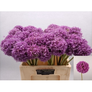 ALLIUM GIGANTEUM