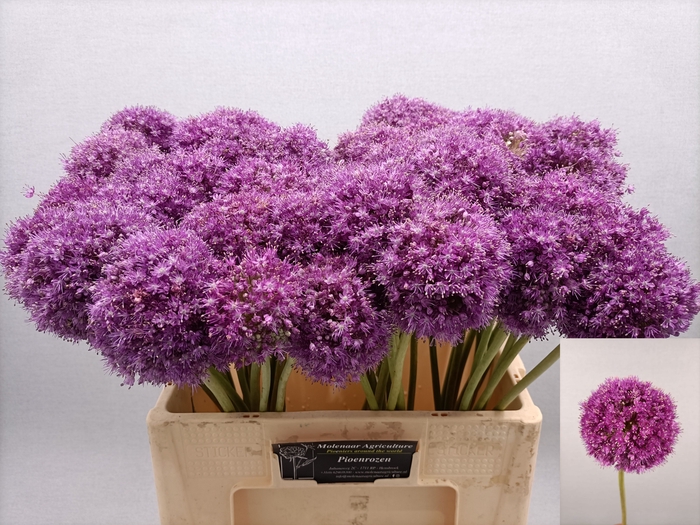 ALLIUM GIGANTEUM