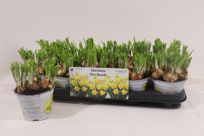 <h4>NARC D TETE BOUCLE</h4>