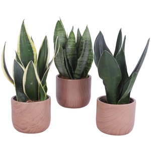 Sansevieria mix Ø12cm in Ø14cm Ceramic NT565