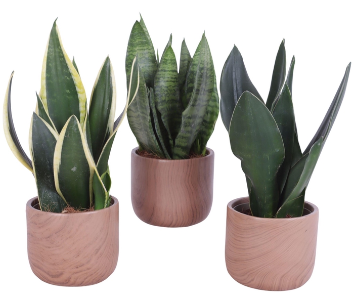 <h4>Sansevieria mix Ø12cm in Ø14cm Ceramic NT565</h4>