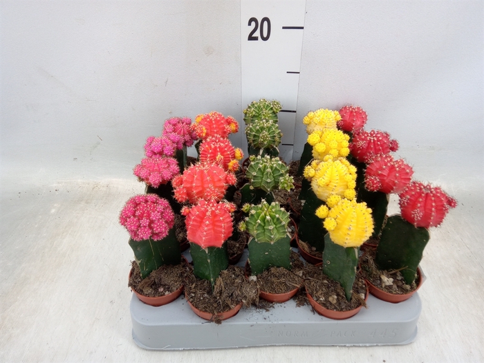 <h4>Gymnocalycium mihanov. 'Japan'  mix</h4>